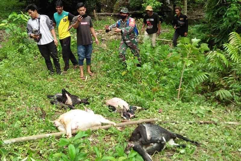 Seekor Harimau Sumatera Mangsa Ternak Warga Aceh Pelita Sumatera