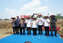 Panen Raya Jagung Serentak Kuartal III, Sumsel Dukung Swasembada Pangan Nasional